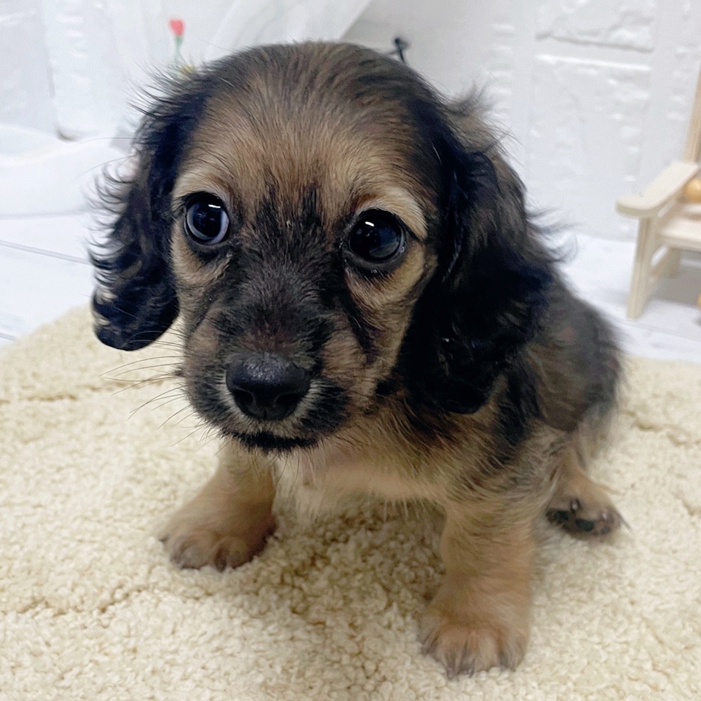 岡山県のカニンヘンダックスフンド(ロング) (犬の家＆猫の里岡山店/2026年4月10日生まれ/女の子/シェーデットイエロー)の子犬の4枚目の画像