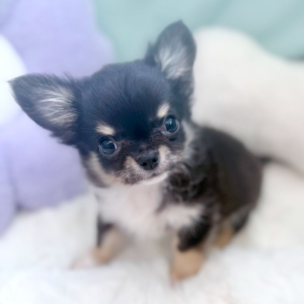 愛知県のチワワ(ロング) (犬の家＆猫の里愛知刈谷店/2026年4月7日生まれ/男の子/ブラッククリームホワイト)の子犬の4枚目の画像