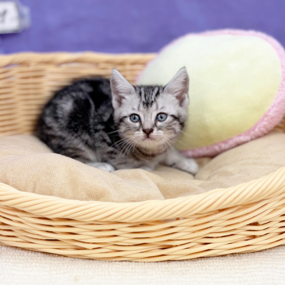 岐阜県のアメリカンショートヘアー (犬の家＆猫の里岐南店/2026年4月12日生まれ/男の子/シルバータビー)の子猫の4枚目の画像