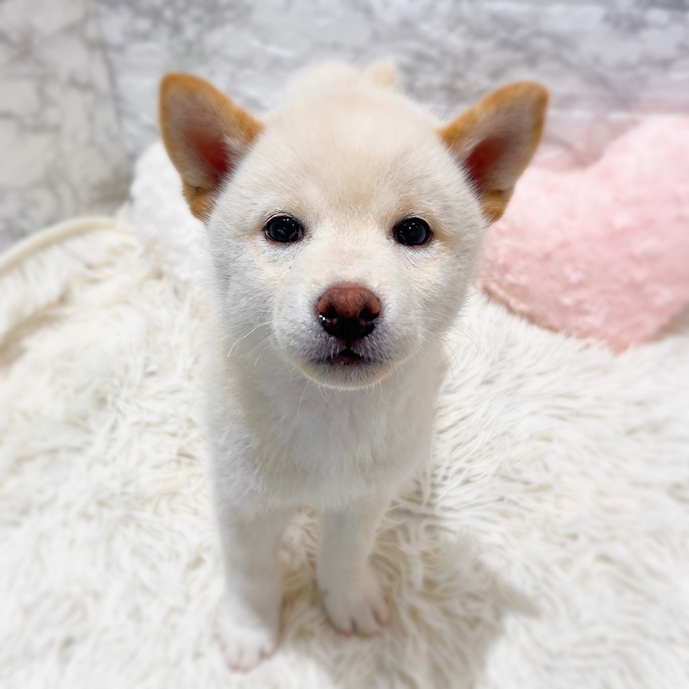 愛知県の柴犬(標準サイズ) (犬の家＆猫の里MiO香久山店/2026年4月12日生まれ/男の子/白)の子犬の4枚目の画像