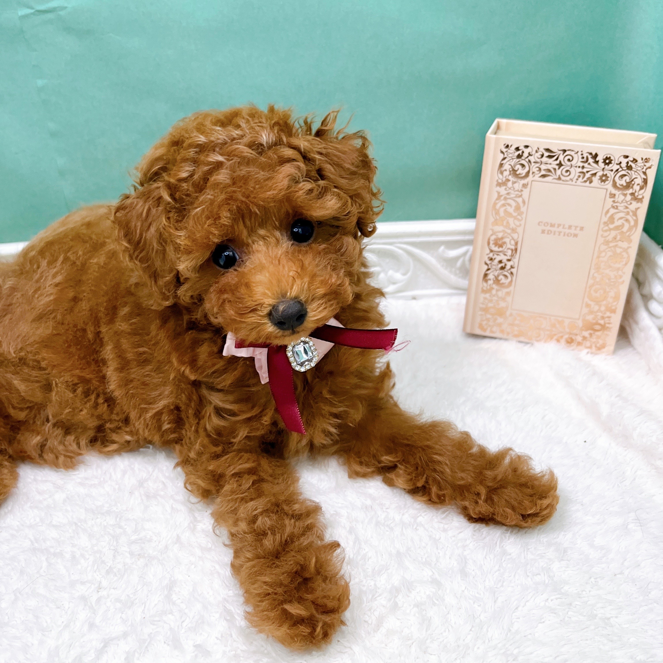石川県のトイプードル(トイ) (犬の家＆猫の里アミーゴ金沢有松店/2026年4月12日生まれ/女の子/レッド)の子犬の4枚目の画像