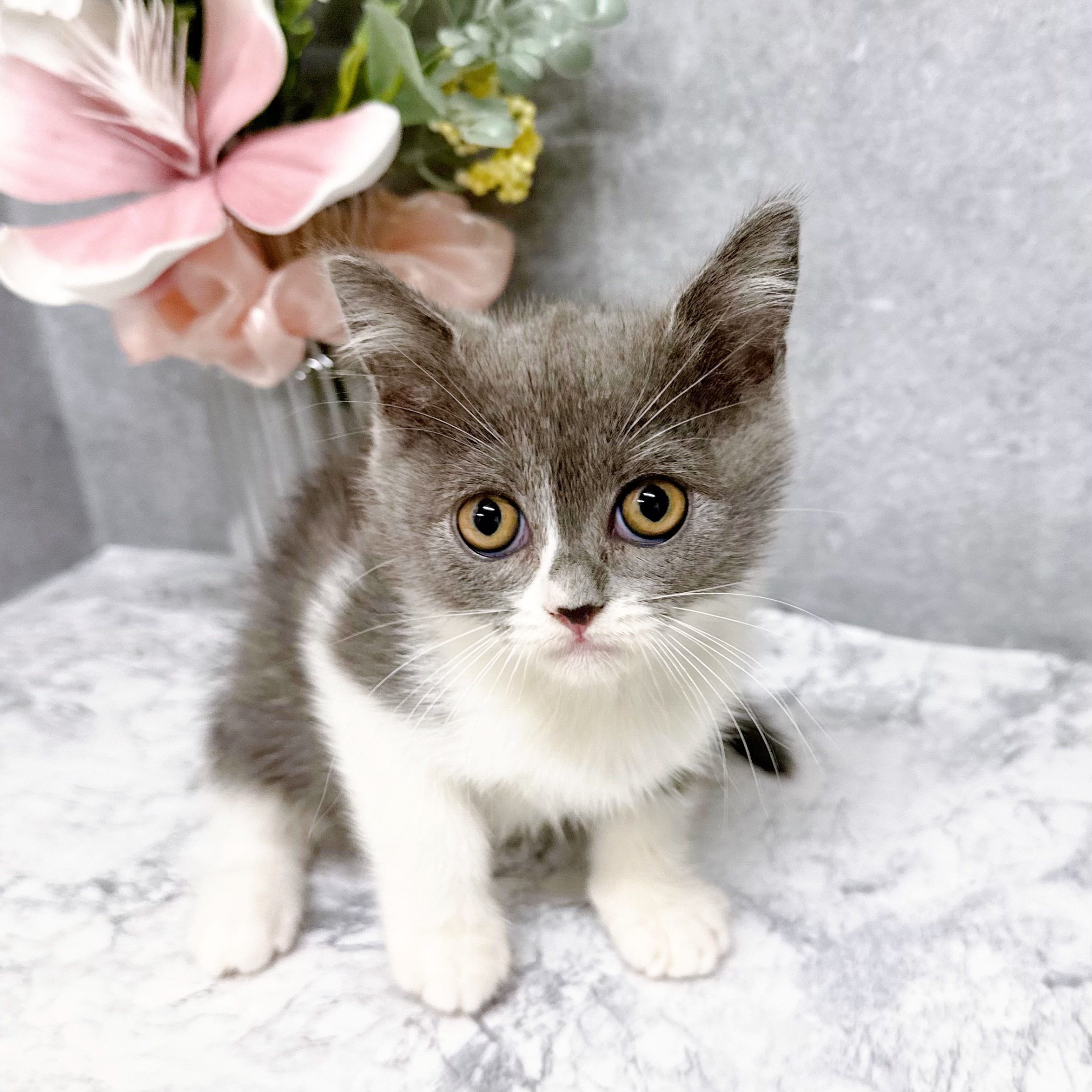 愛知県のブリティッシュショートヘアー (犬の家＆猫の里安城店/2026年4月9日生まれ/女の子/ブルーホワイト)の子猫の4枚目の画像