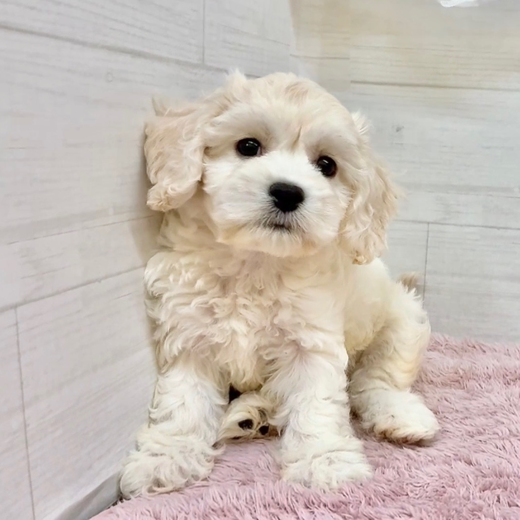 愛知県のハーフ犬・ミックス犬 (犬の家＆猫の里碧南店/2026年4月9日生まれ/女の子/クリームホワイト)の子犬の4枚目の画像