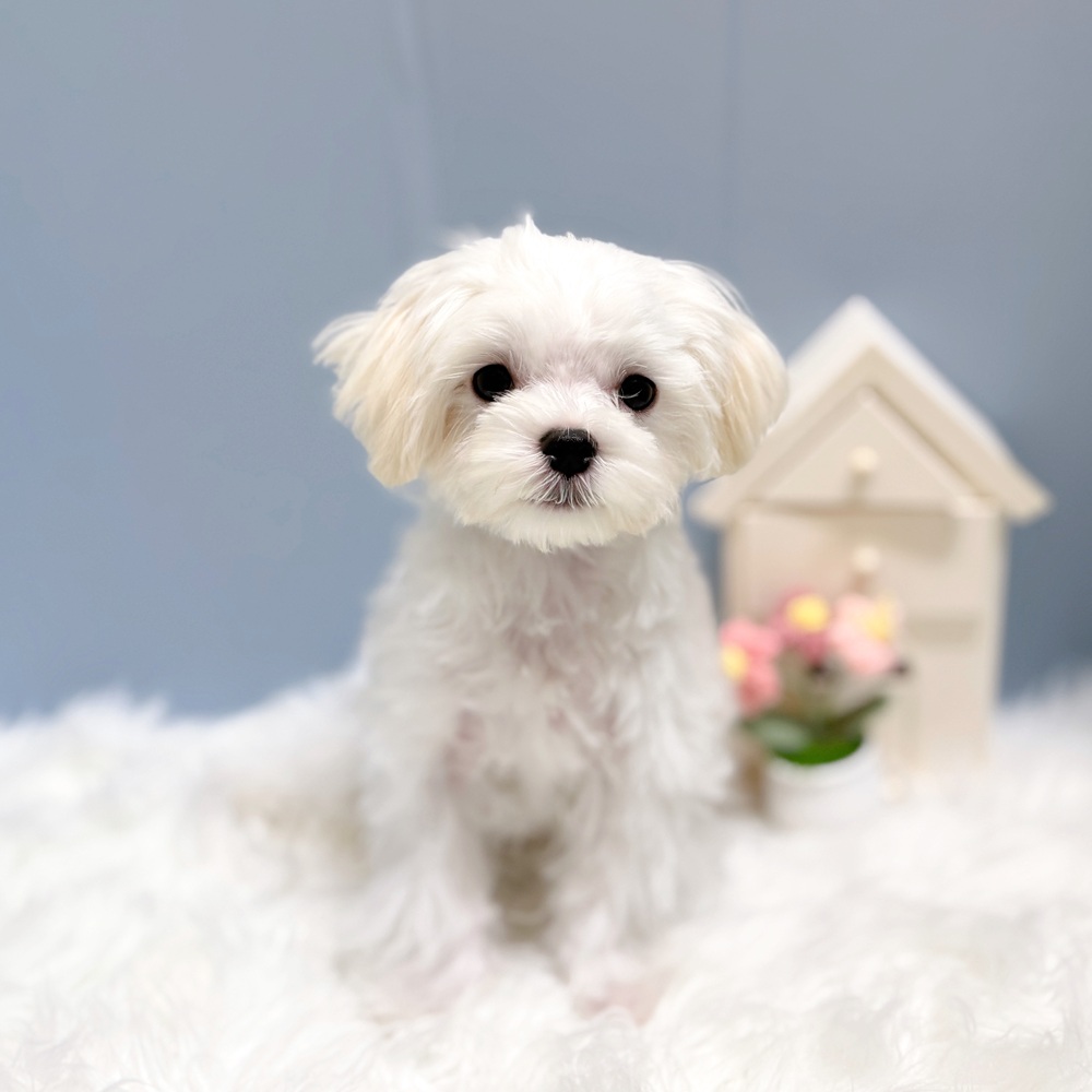愛知県のマルチーズ (犬の家＆猫の里岡崎店/2026年4月12日生まれ/男の子/ホワイト)の子犬の4枚目の画像