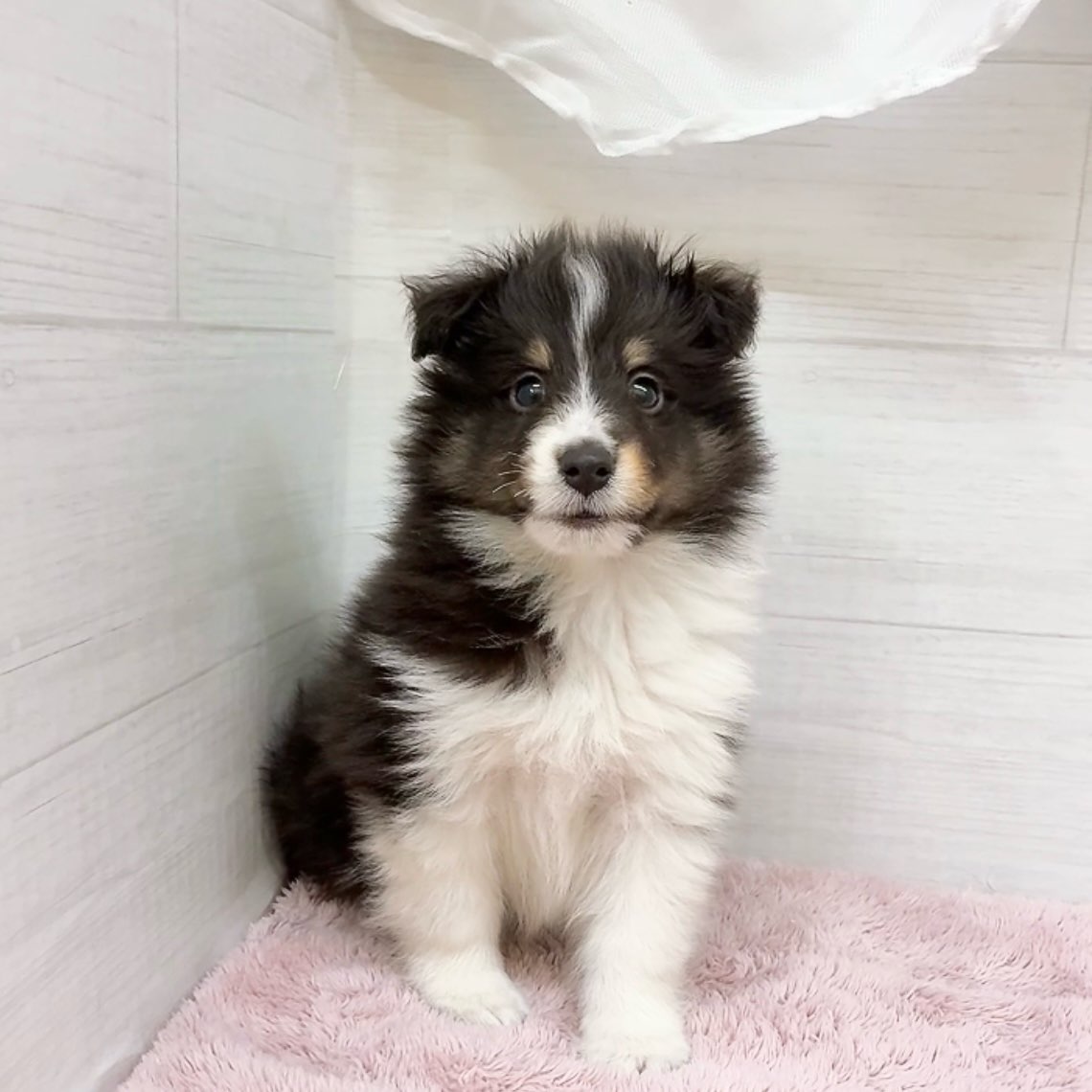 愛知県のシェットランドシープドッグ (犬の家＆猫の里碧南店/2026年4月12日生まれ/男の子/ブラックホワイトタン)の子犬の4枚目の画像