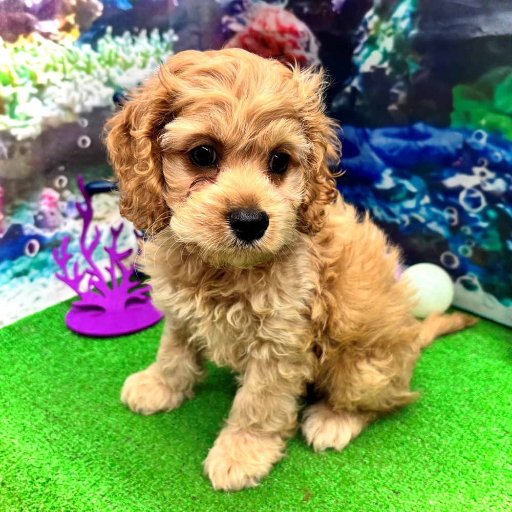 愛知県のコッカプー(アメリカンコッカースパニエル×プードル) (犬の家＆猫の里名古屋天白店/2026年4月10日生まれ/男の子/バフ)の子犬の4枚目の画像
