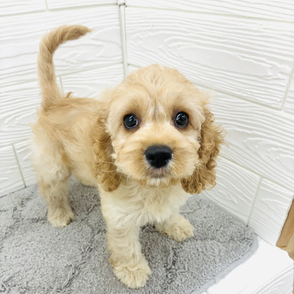 愛知県のコッカプー(アメリカンコッカースパニエル×プードル) (犬の家＆猫の里七宝店/2026年4月10日生まれ/女の子/バフ)の子犬の4枚目の画像