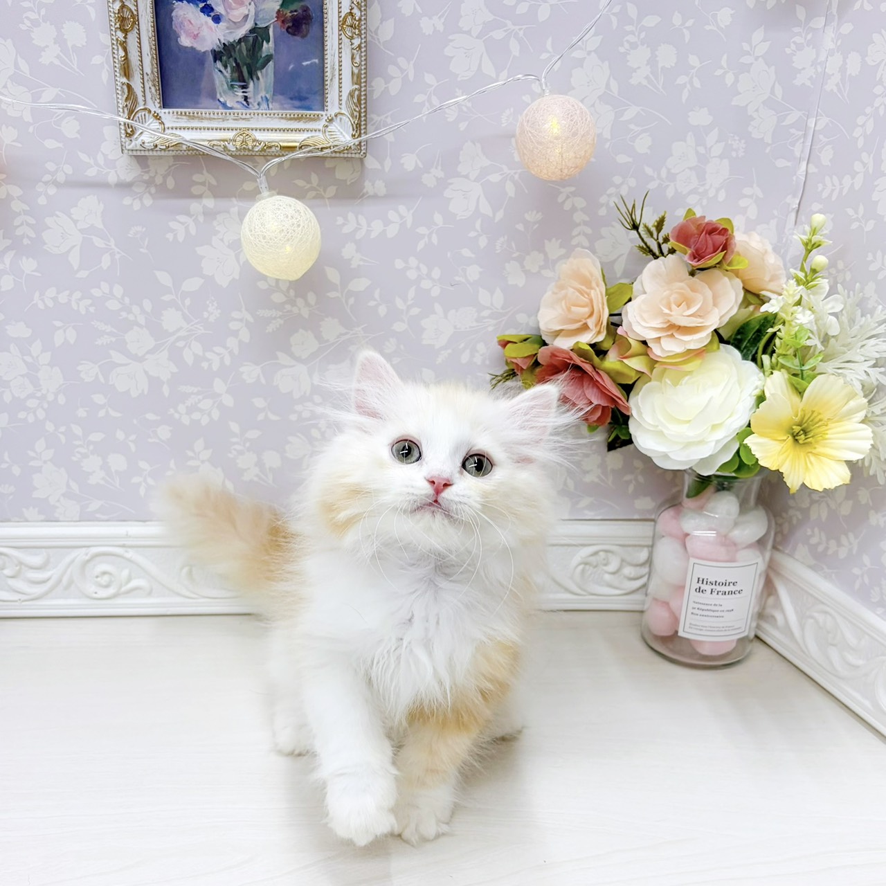 富山県のミヌエット (犬の家＆猫の里アミーゴ山室店/2026年4月11日生まれ/男の子/クリームタビーホワイト)の子猫の4枚目の画像