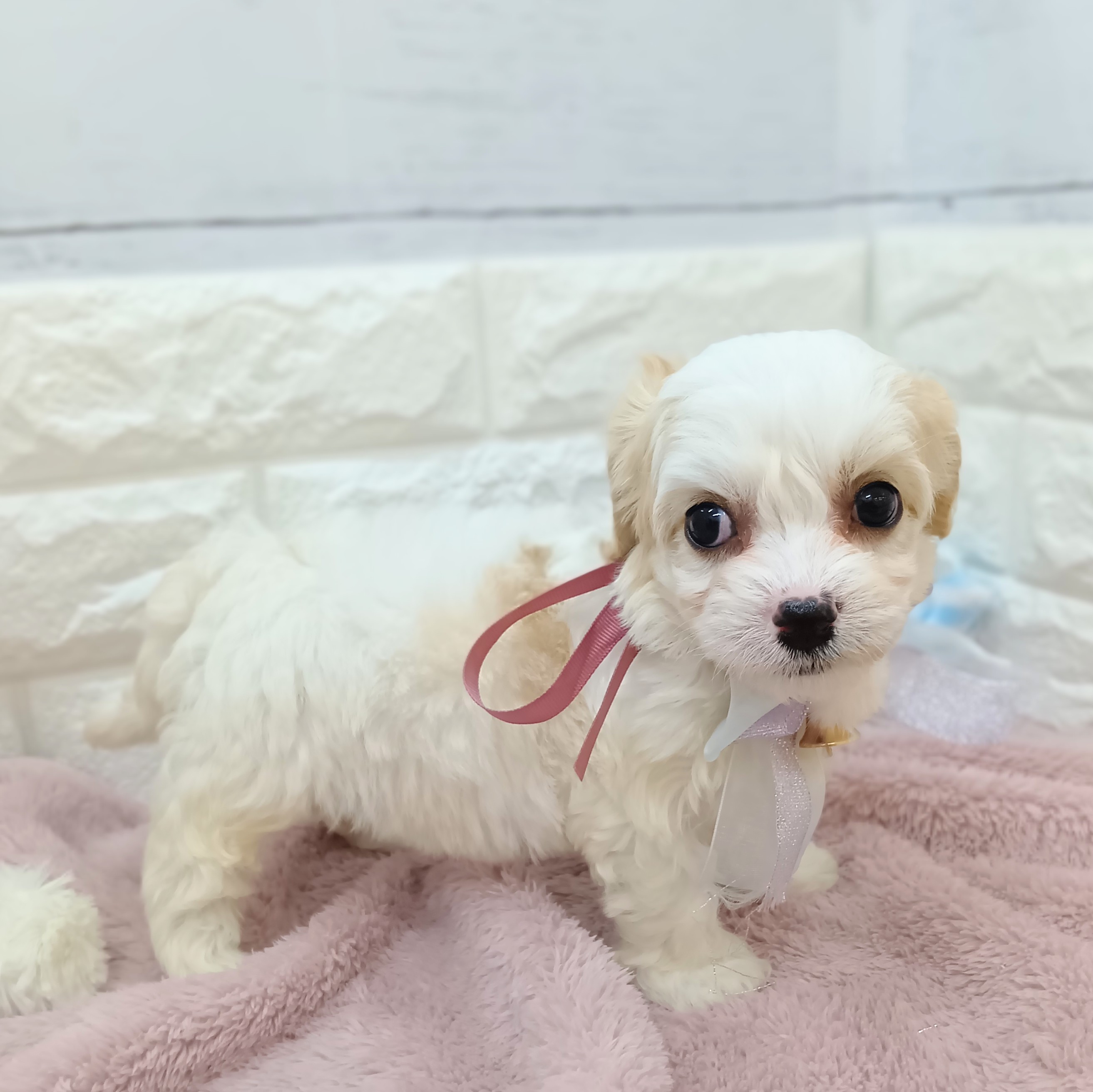 静岡県のハーフ犬・ミックス犬 (犬の家＆猫の里アミーゴ浜松和田店/2026年4月10日生まれ/女の子/ブレンハイム)の子犬の4枚目の画像