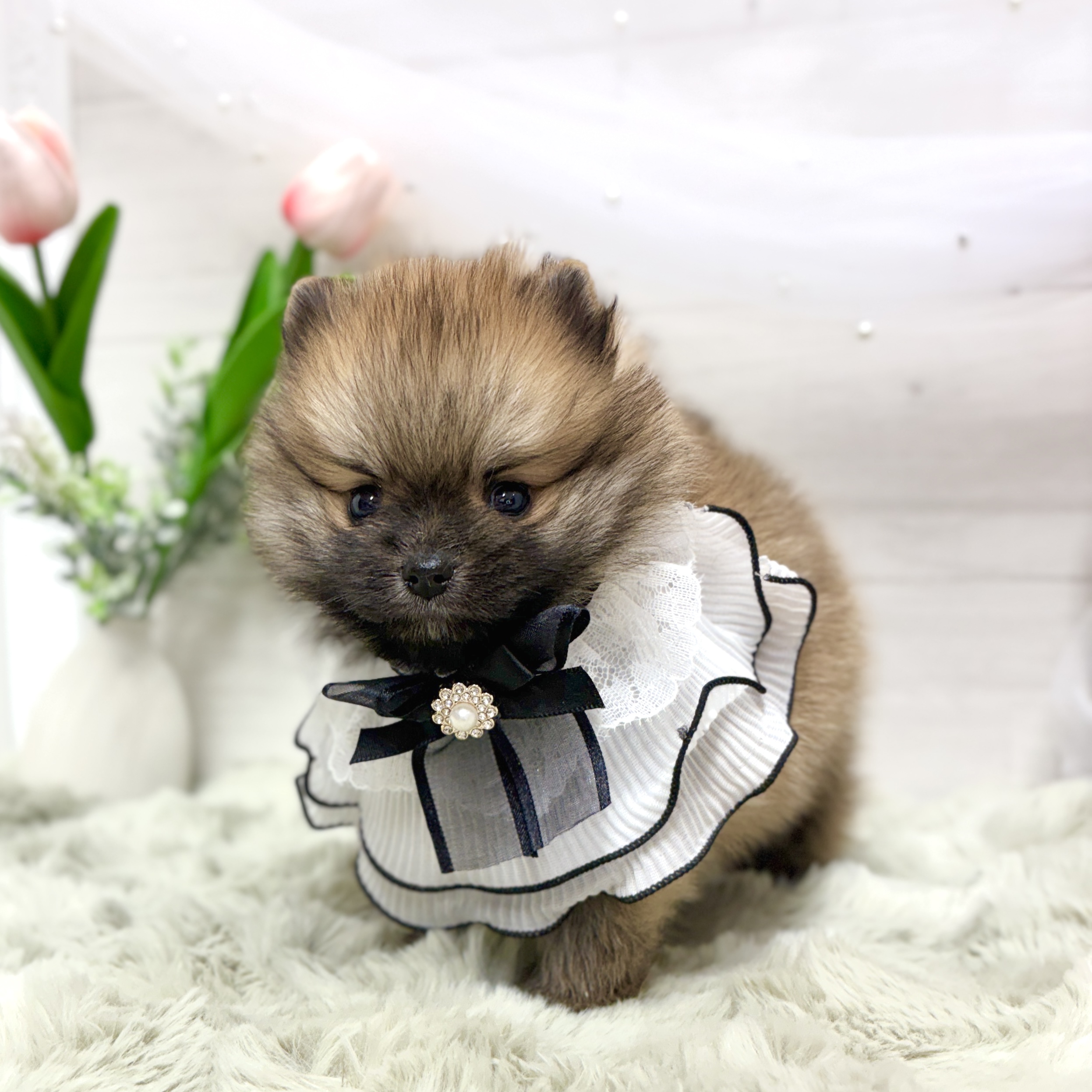 神奈川県のポメラニアン (犬の家＆猫の里相模原店/2026年4月14日生まれ/男の子/オレンジセーブル)の子犬の4枚目の画像