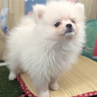 神奈川県のポメラニアン (犬の家＆猫の里小田原店/2026年4月10日生まれ/女の子/ホワイト)の子犬の4枚目の画像