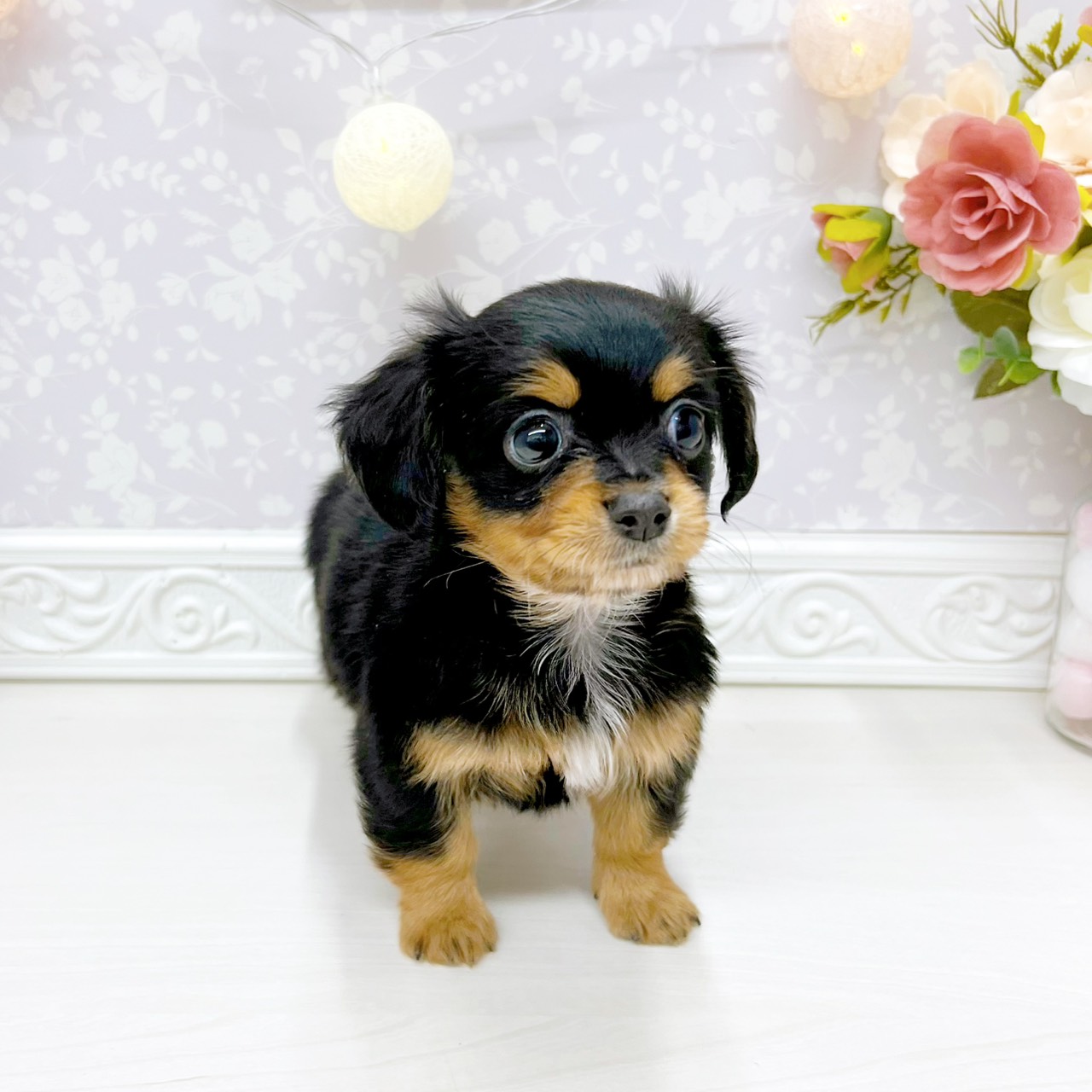 富山県のチワックス(チワワ×ダックス) (犬の家＆猫の里アミーゴ山室店/2026年4月12日生まれ/男の子/ブラックタン)の子犬の4枚目の画像