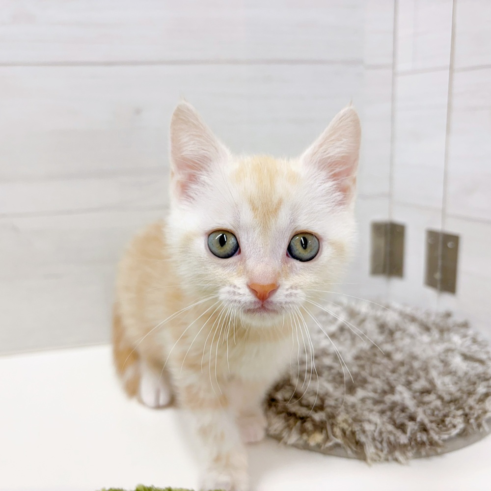 石川県のアメリカンショートヘアー (犬の家＆猫の里アミーゴ金沢おこばた店/2026年4月14日生まれ/男の子/レッドタビー)の子猫の4枚目の画像