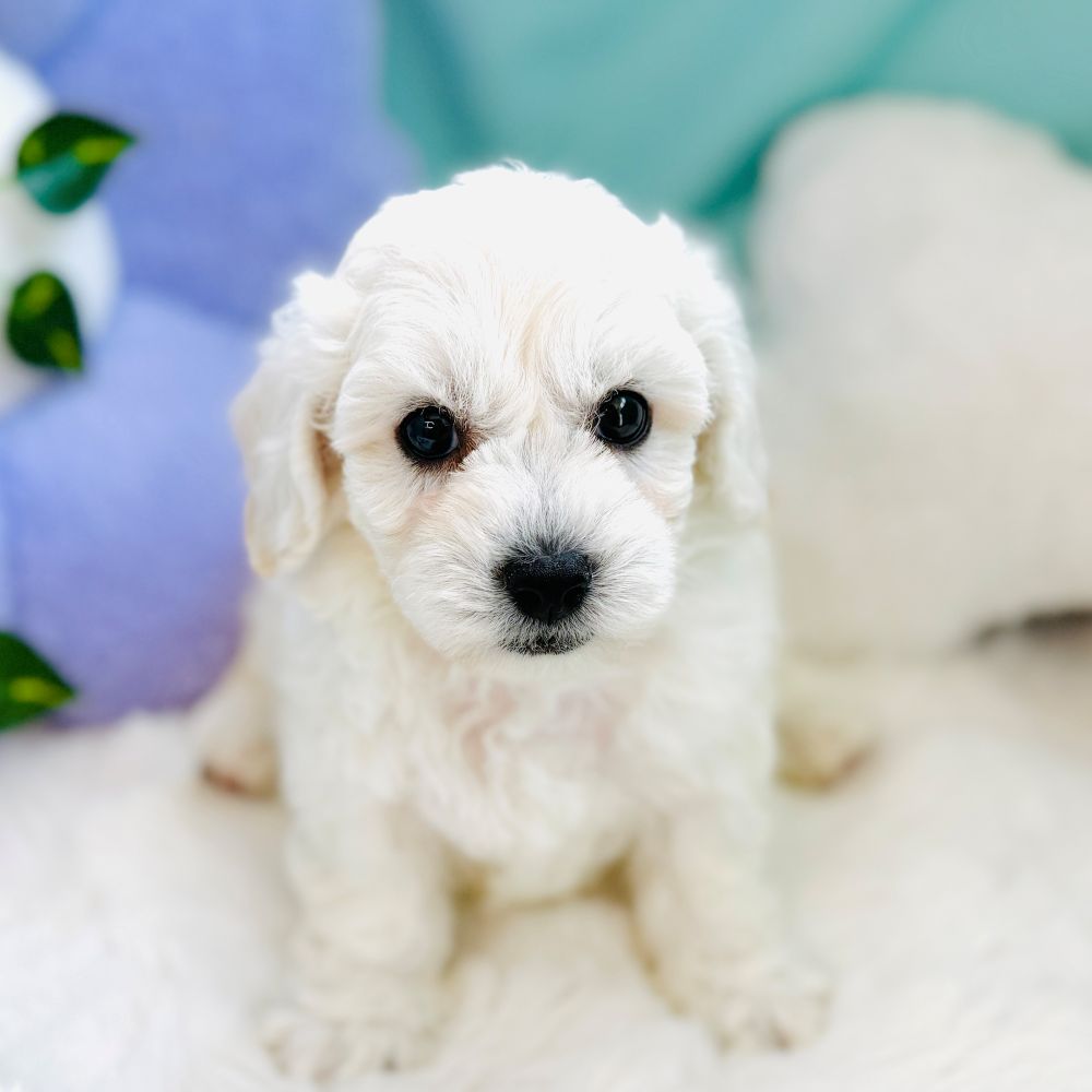 愛知県のビションフリーゼ (犬の家＆猫の里愛知刈谷店/2026年4月12日生まれ/男の子/ホワイト)の子犬の4枚目の画像