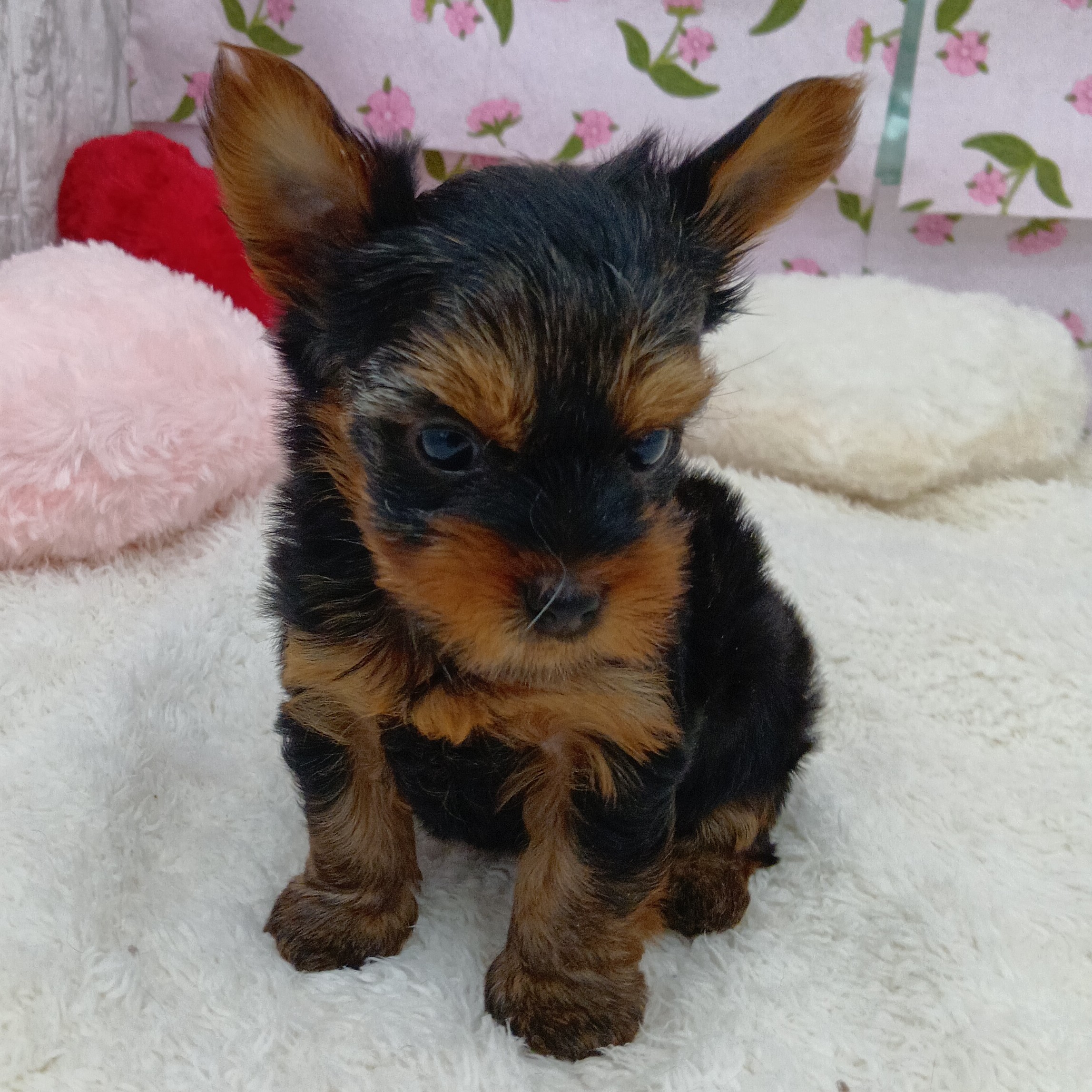 愛知県のヨークシャーテリア (犬の家＆猫の里エアポートウォーク店/2026年4月13日生まれ/女の子/スチールブルータン)の子犬の4枚目の画像