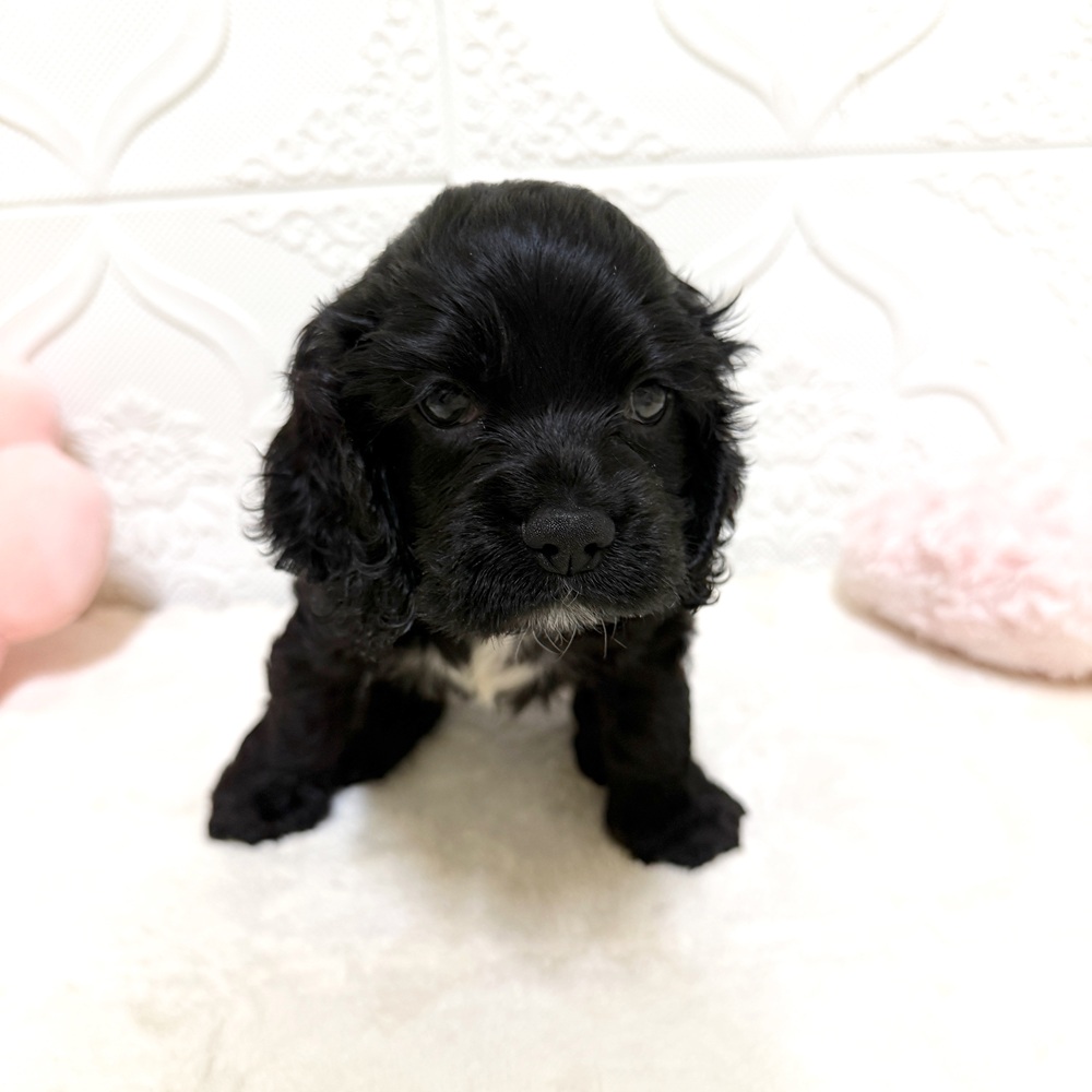 アメリカンコッカースパニエル(ブラックホワイト)の子犬を価格や特徴で