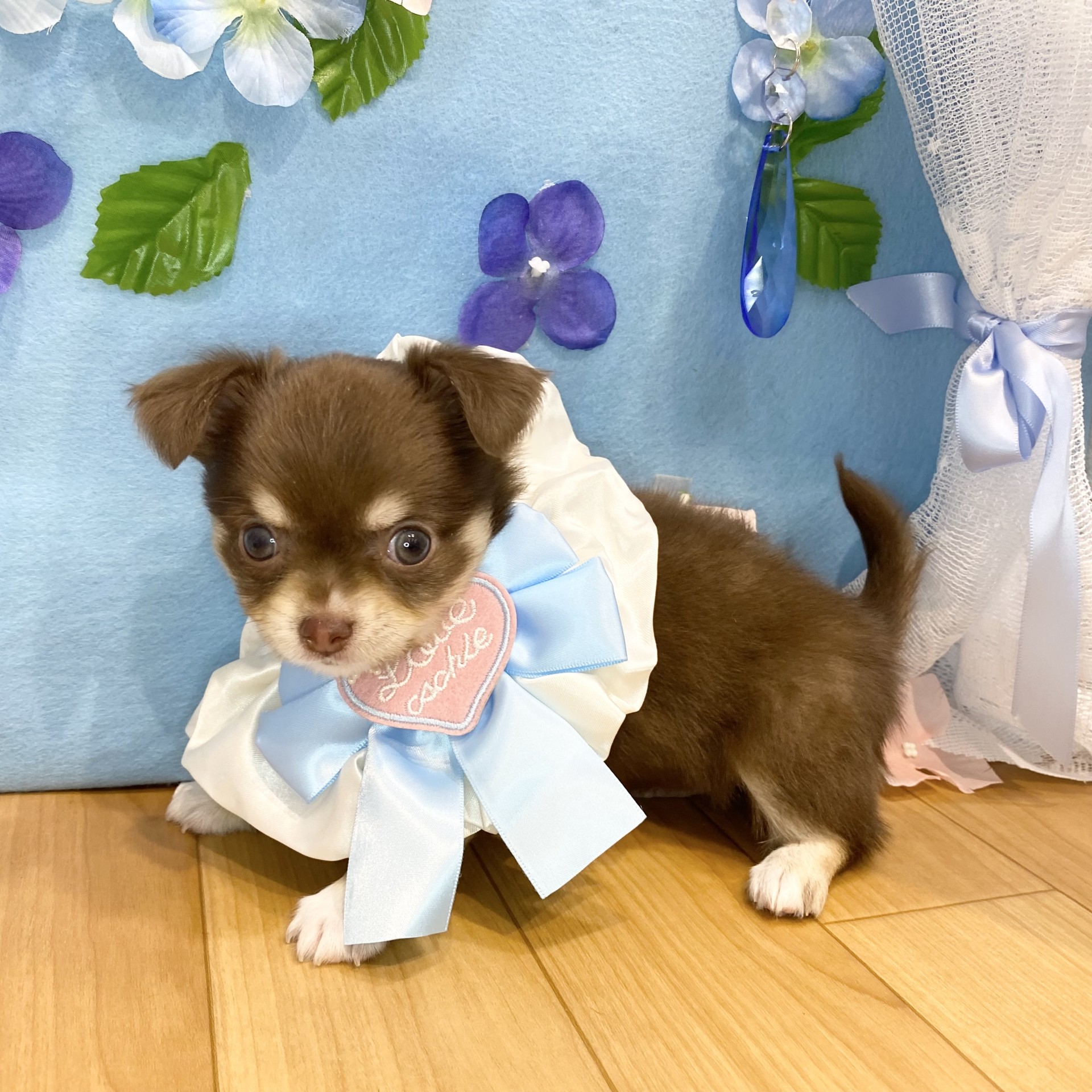長野県のチワワ(ロング) (犬の家＆猫の里カインズ梓川店/2026年4月14日生まれ/男の子/チョコレートタン)の子犬の4枚目の画像