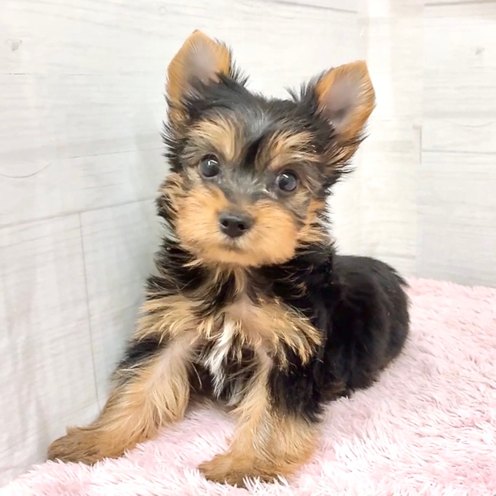 愛知県のヨークシャーテリア (犬の家＆猫の里碧南店/2026年4月13日生まれ/男の子/スチールブルータン)の子犬の4枚目の画像
