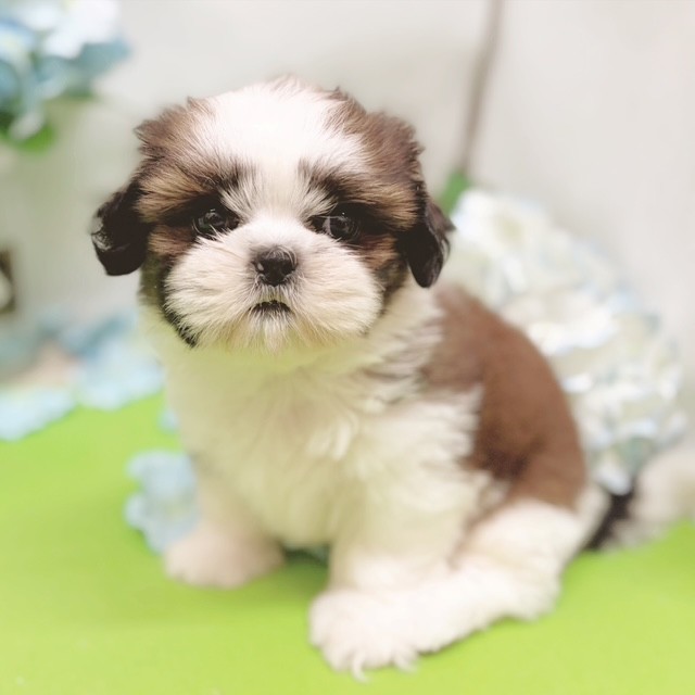 静岡県のシーズー (犬の家＆猫の里藤枝店/2026年4月14日生まれ/女の子/ホワイトゴールド)の子犬の4枚目の画像