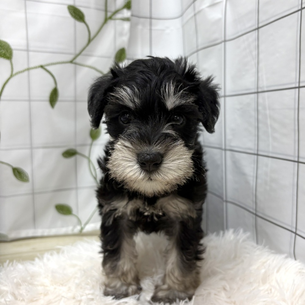 長野県のミニチュアシュナウザー (犬の家＆猫の里塩尻店/2026年4月14日生まれ/男の子/ブラックシルバー)の子犬の4枚目の画像