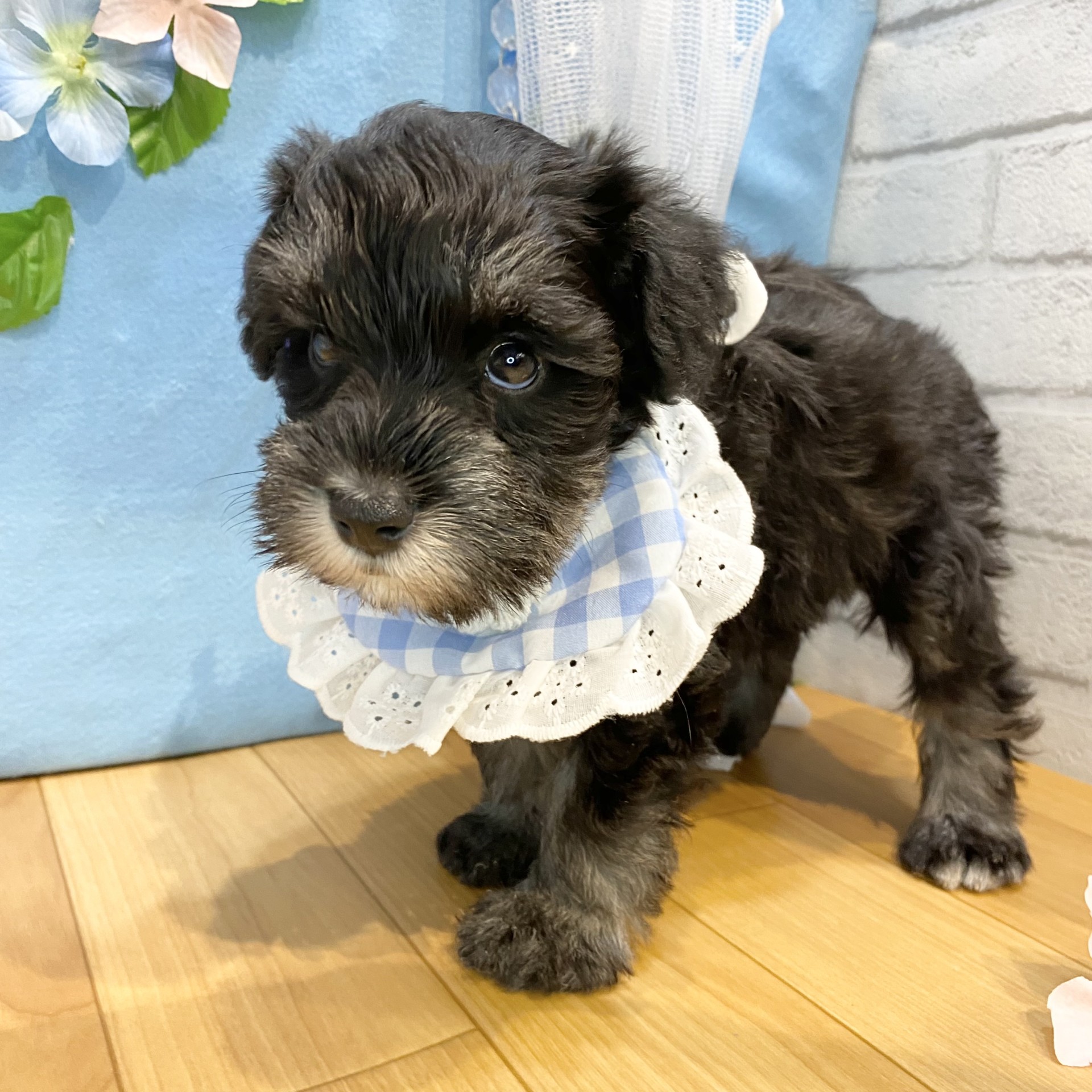 長野県のミニチュアシュナウザー (犬の家＆猫の里カインズ梓川店/2026年4月14日生まれ/男の子/ブラックシルバー)の子犬の4枚目の画像