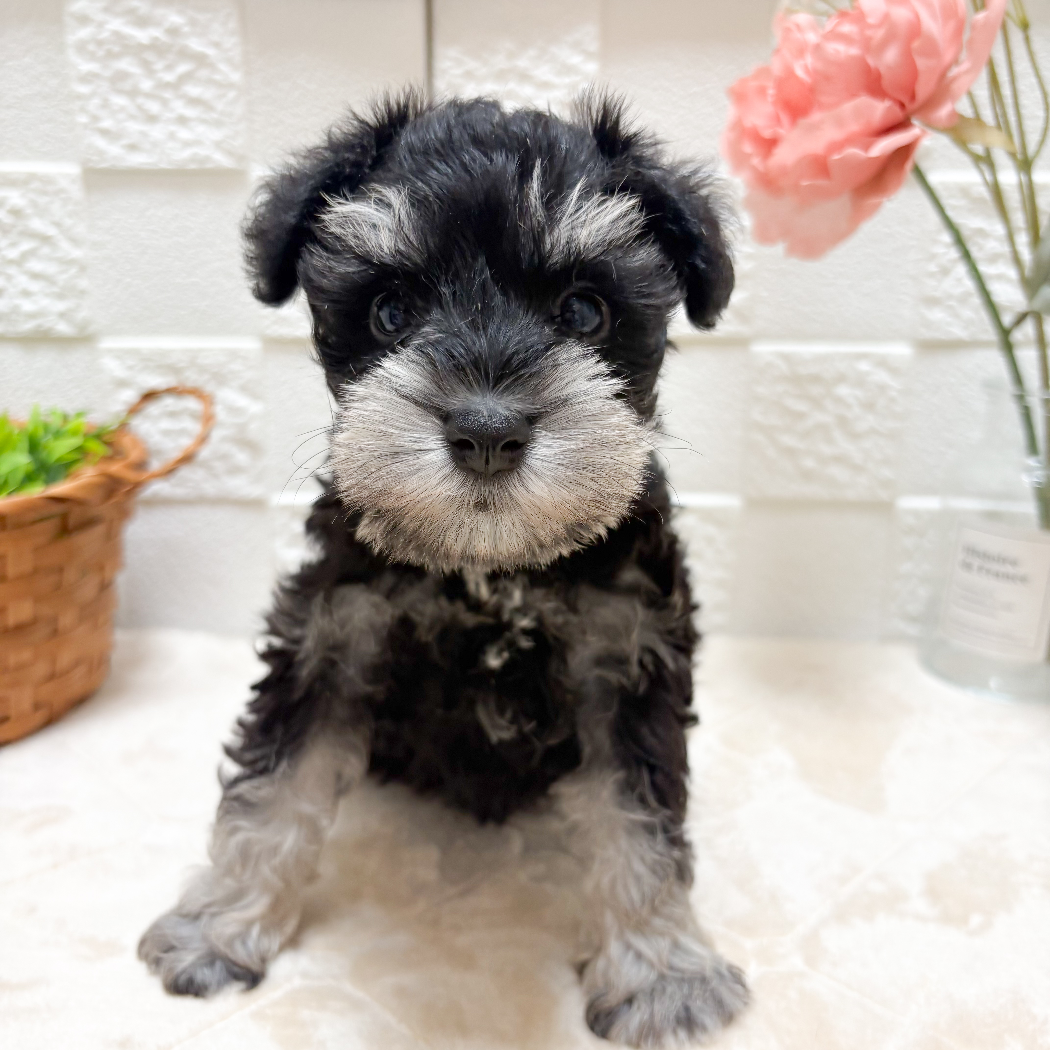 東京都のミニチュアシュナウザー (犬の家＆猫の里ペットフォレスト小平店/2026年4月14日生まれ/女の子/ブラックシルバー)の子犬の4枚目の画像