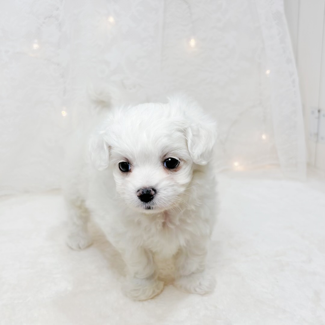 千葉県のハーフ犬・ミックス犬 (犬の家＆猫の里BIGHOPガーデンモール印西店/2026年4月13日生まれ/女の子/ホワイト)の子犬の4枚目の画像