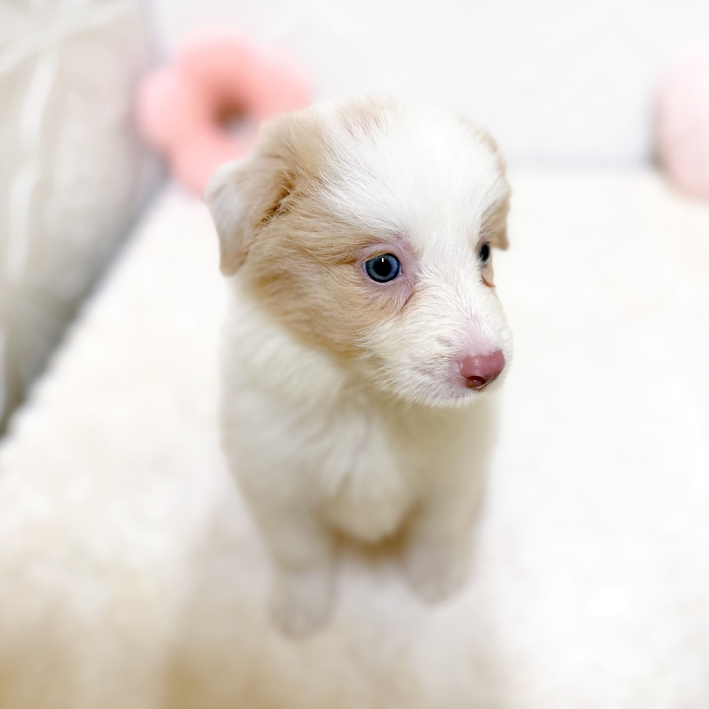 愛知県のボーダーコリー (犬の家＆猫の里岡崎店/2026年4月11日生まれ/女の子/イザベラホワイト)の子犬の4枚目の画像
