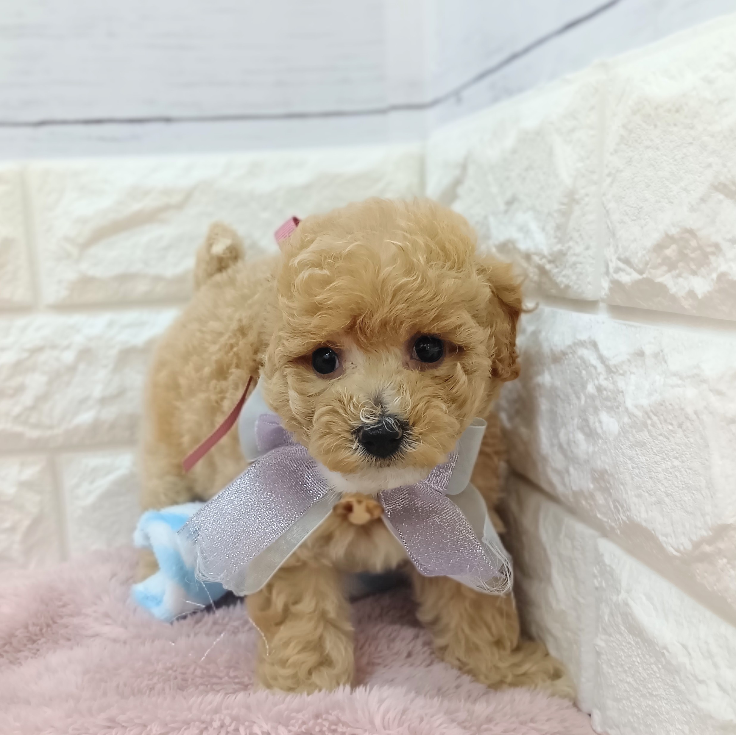 静岡県のビションプー(ビションフリーゼ×プードル) (犬の家＆猫の里アミーゴ浜松和田店/2026年4月12日生まれ/女の子/アプリコットホワイト)の子犬の4枚目の画像