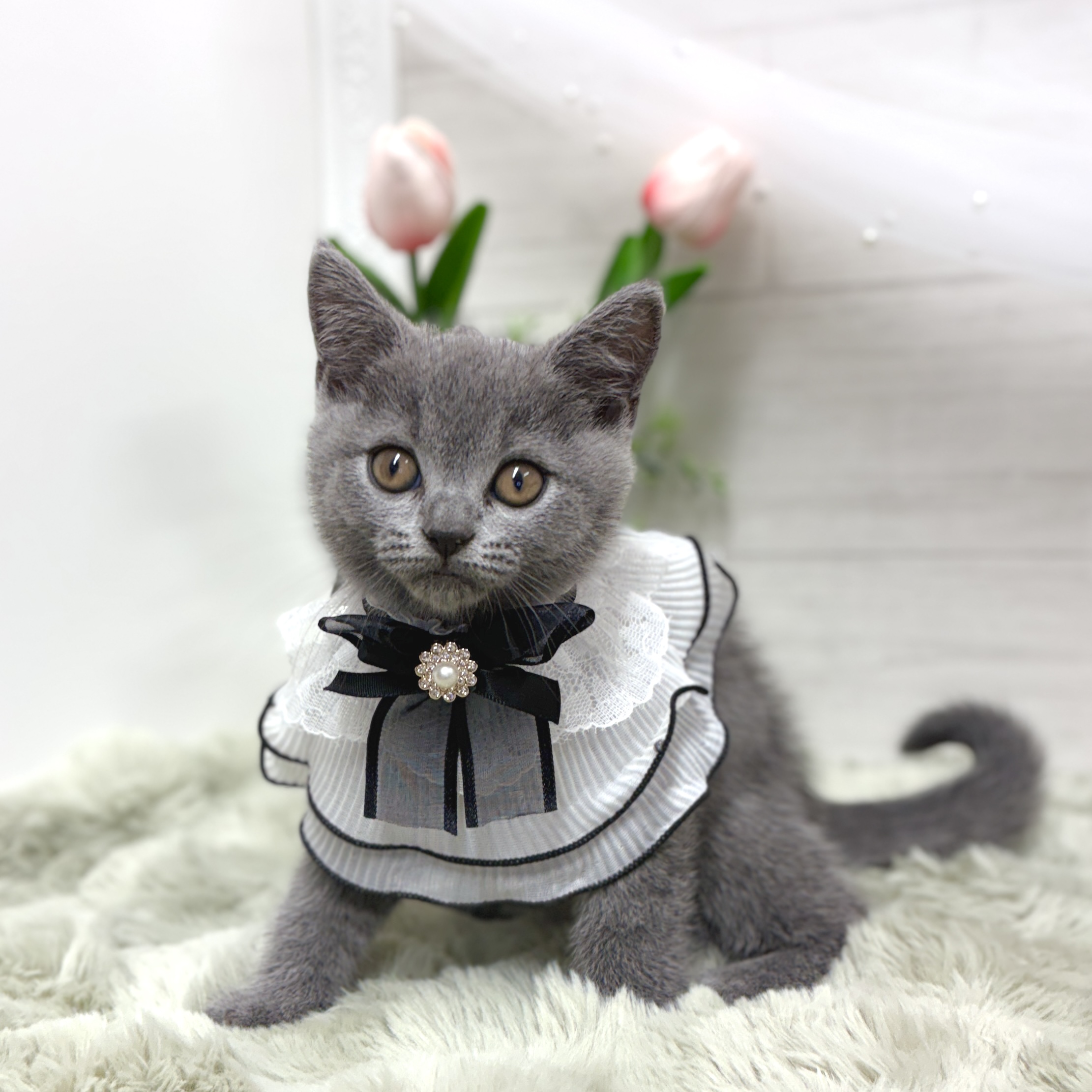 神奈川県のブリティッシュショートヘアー (犬の家＆猫の里相模原店/2026年4月9日生まれ/女の子/ブルー)の子猫の4枚目の画像
