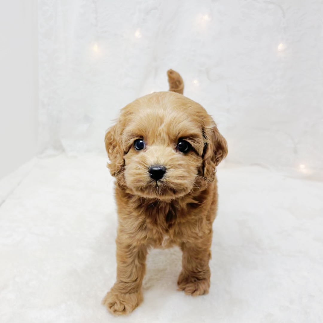 千葉県のコッカプー(アメリカンコッカースパニエル×プードル) (犬の家＆猫の里BIGHOPガーデンモール印西店/2026年4月12日生まれ/女の子/レッド)の子犬の4枚目の画像