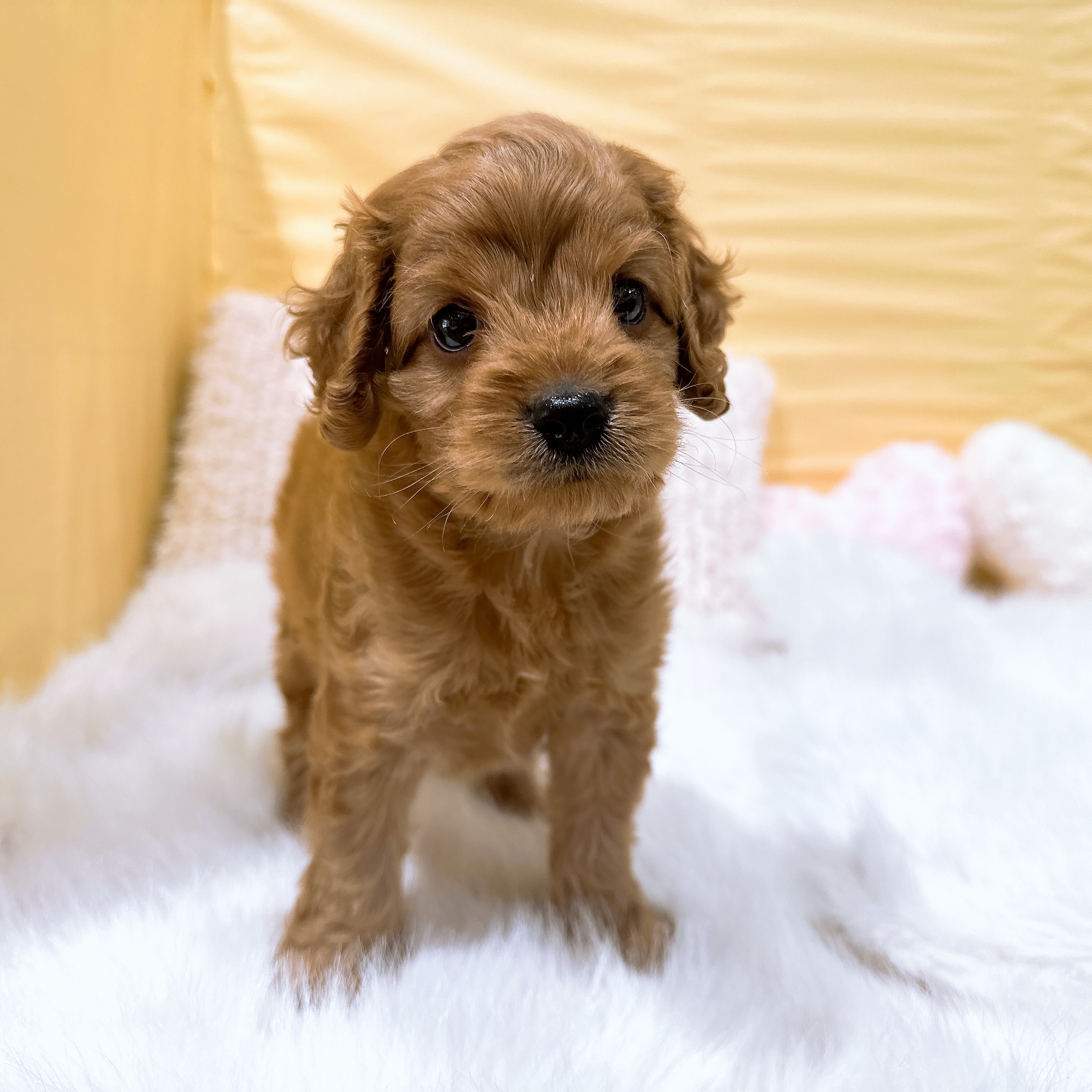 神奈川県のコッカプー(アメリカンコッカースパニエル×プードル) (犬の家＆猫の里元住吉ブレーメン通り店/2026年4月12日生まれ/男の子/レッド)の子犬の4枚目の画像