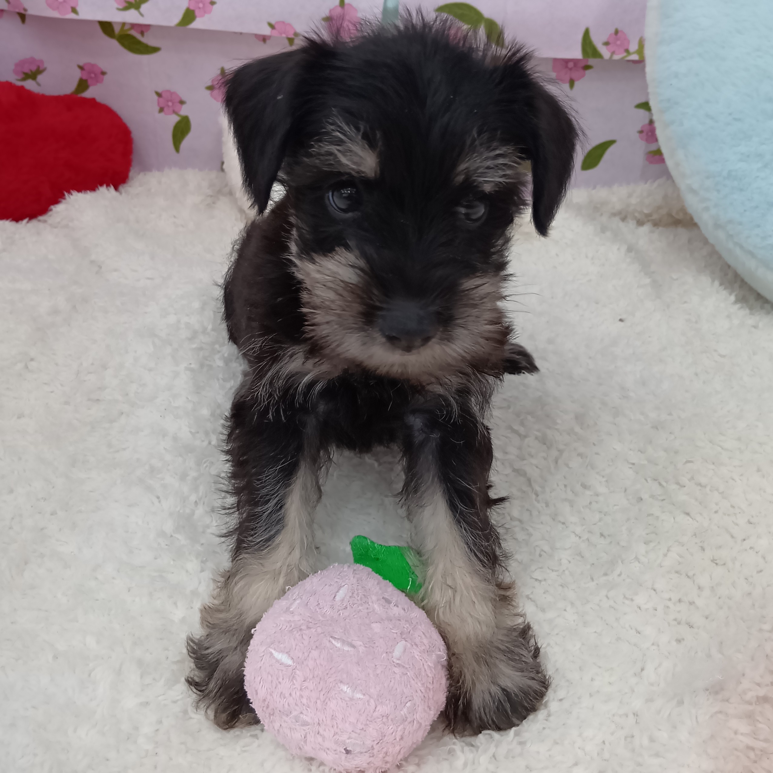 愛知県のミニチュアシュナウザー (犬の家＆猫の里エアポートウォーク店/2026年4月12日生まれ/男の子/ブラックシルバー)の子犬の4枚目の画像