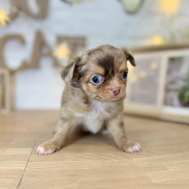 千葉県のチワワ(ロング) (犬の家＆猫の里ワンズモール稲毛店/2026年4月12日生まれ/男の子/チョコレートマール)の子犬の4枚目の画像