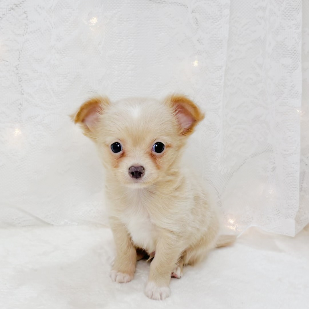 千葉県のチワワ(ロング) (犬の家＆猫の里BIGHOPガーデンモール印西店/2026年4月10日生まれ/男の子/クリームホワイト)の子犬の1枚目の画像