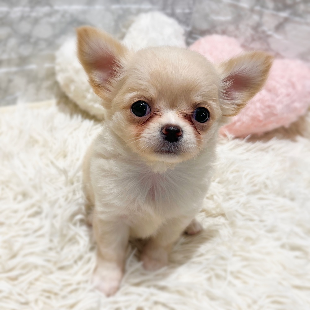 愛知県のチワワ(ロング) (犬の家＆猫の里MiO香久山店/2026年4月14日生まれ/女の子/クリーム)の子犬の4枚目の画像
