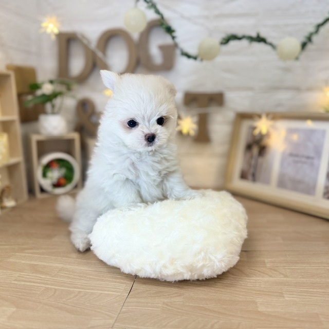 千葉県のポメマル/マルポメ(ポメラニアン×マルチーズ) (犬の家＆猫の里ワンズモール稲毛店/2026年4月9日生まれ/女の子/パーティーカラー)の子犬の4枚目の画像
