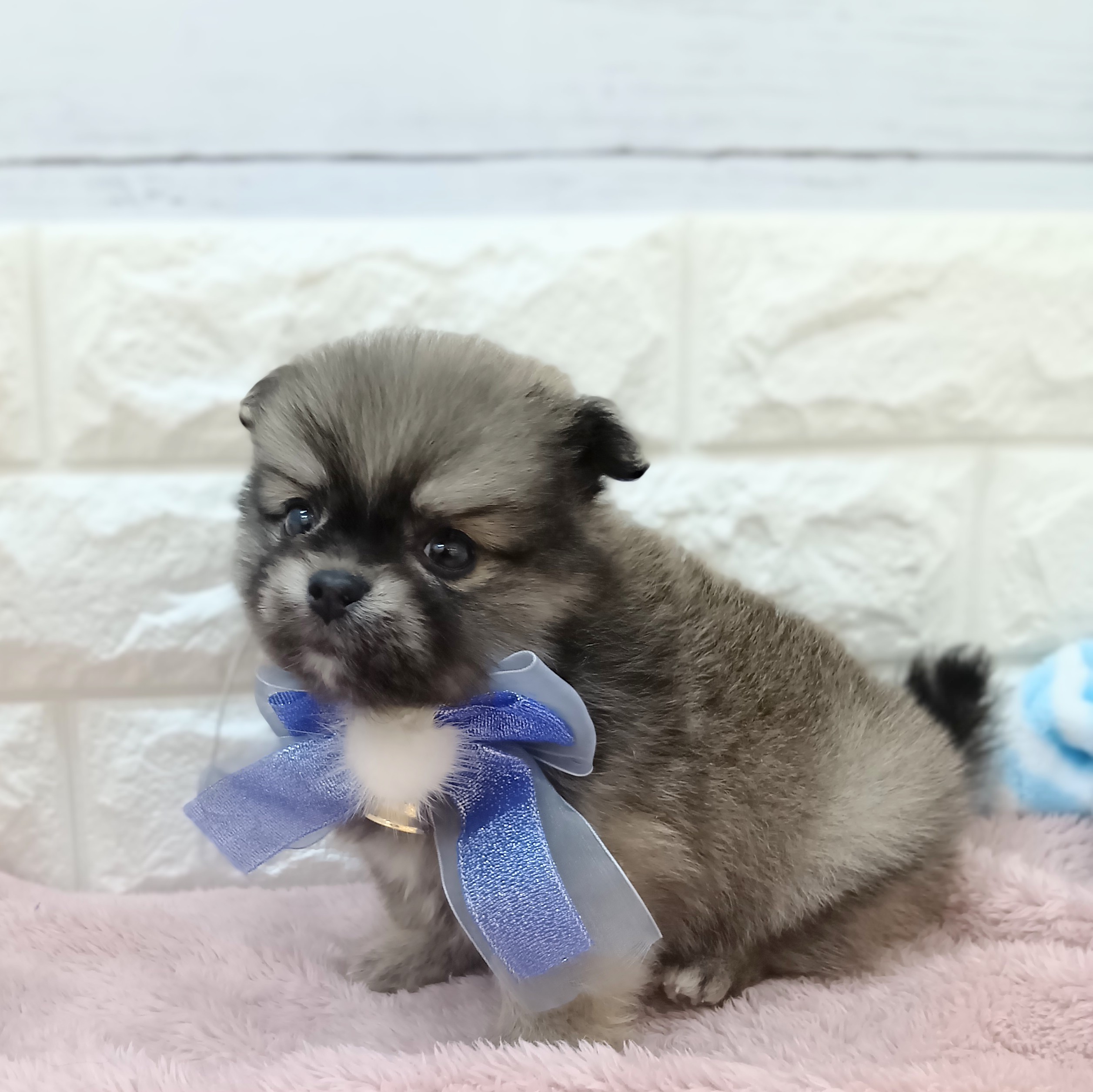 静岡県のポメチワ/チワポメ/ポメチー(ポメラニアン×チワワ) (犬の家＆猫の里アミーゴ浜松和田店/2026年4月13日生まれ/男の子/オレンジセーブル)の子犬の4枚目の画像