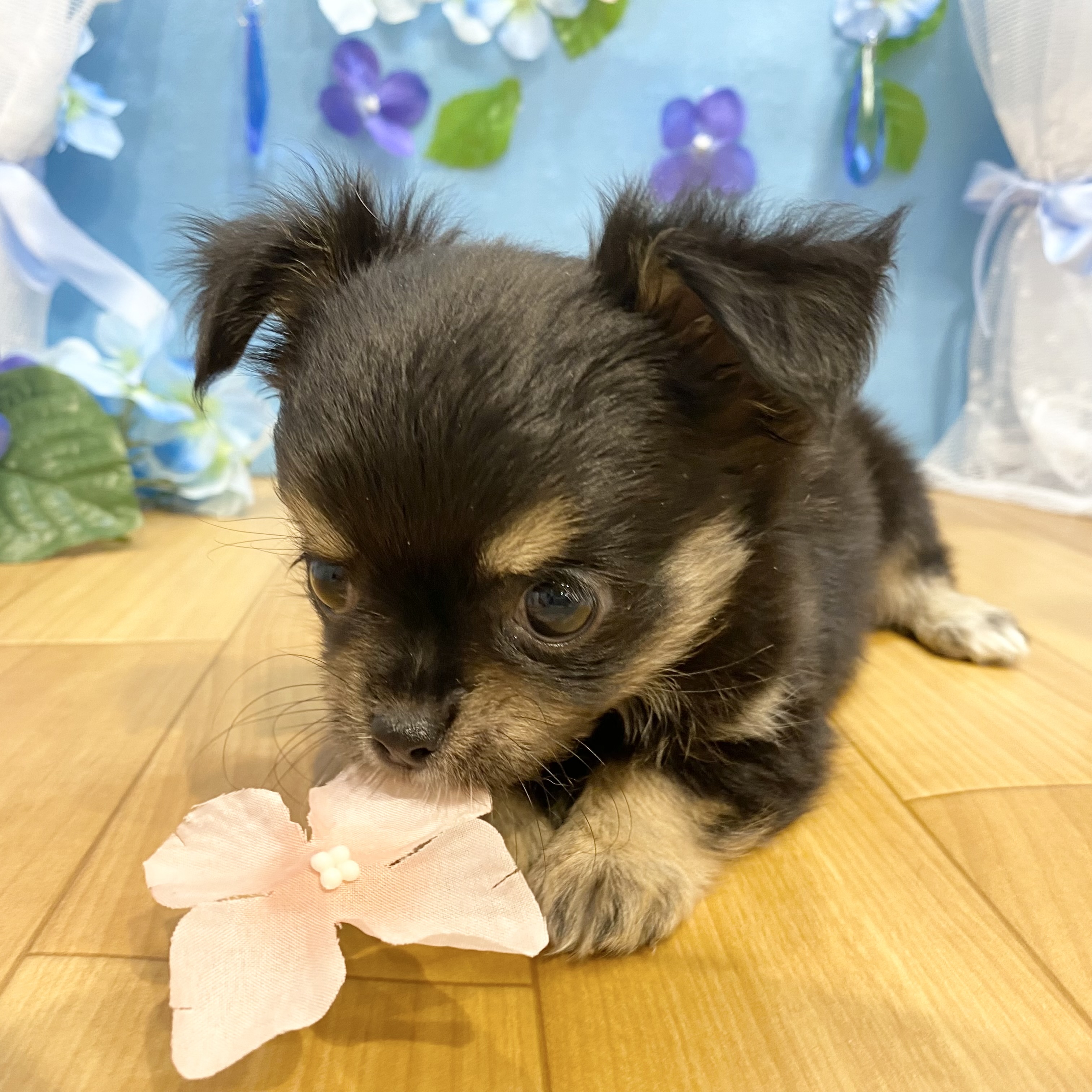 長野県のチワワ(ロング) (犬の家＆猫の里カインズ梓川店/2026年4月13日生まれ/女の子/ブラックタンホワイト)の子犬の4枚目の画像