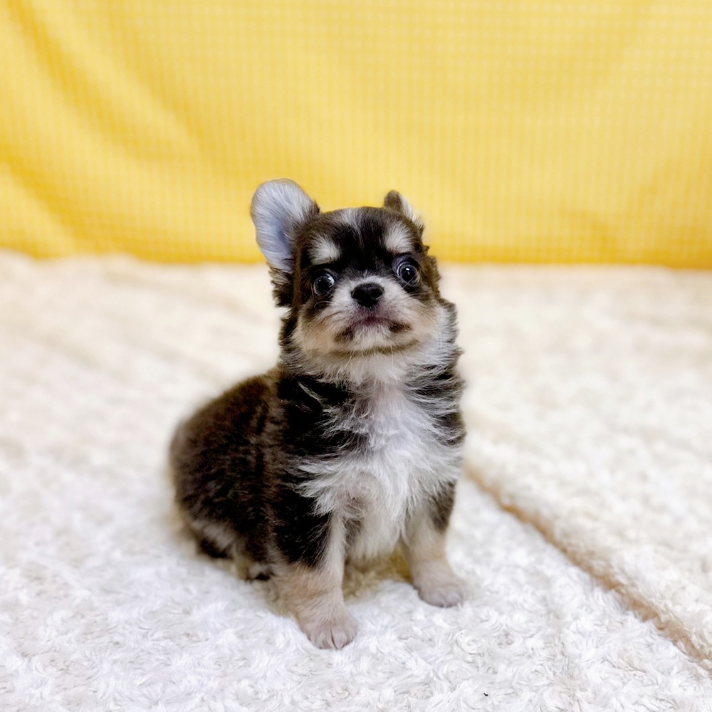 愛知県のチワワ(ロング) (犬の家＆猫の里一宮店/2026年4月13日生まれ/男の子/ブルータンホワイト)の子犬の4枚目の画像