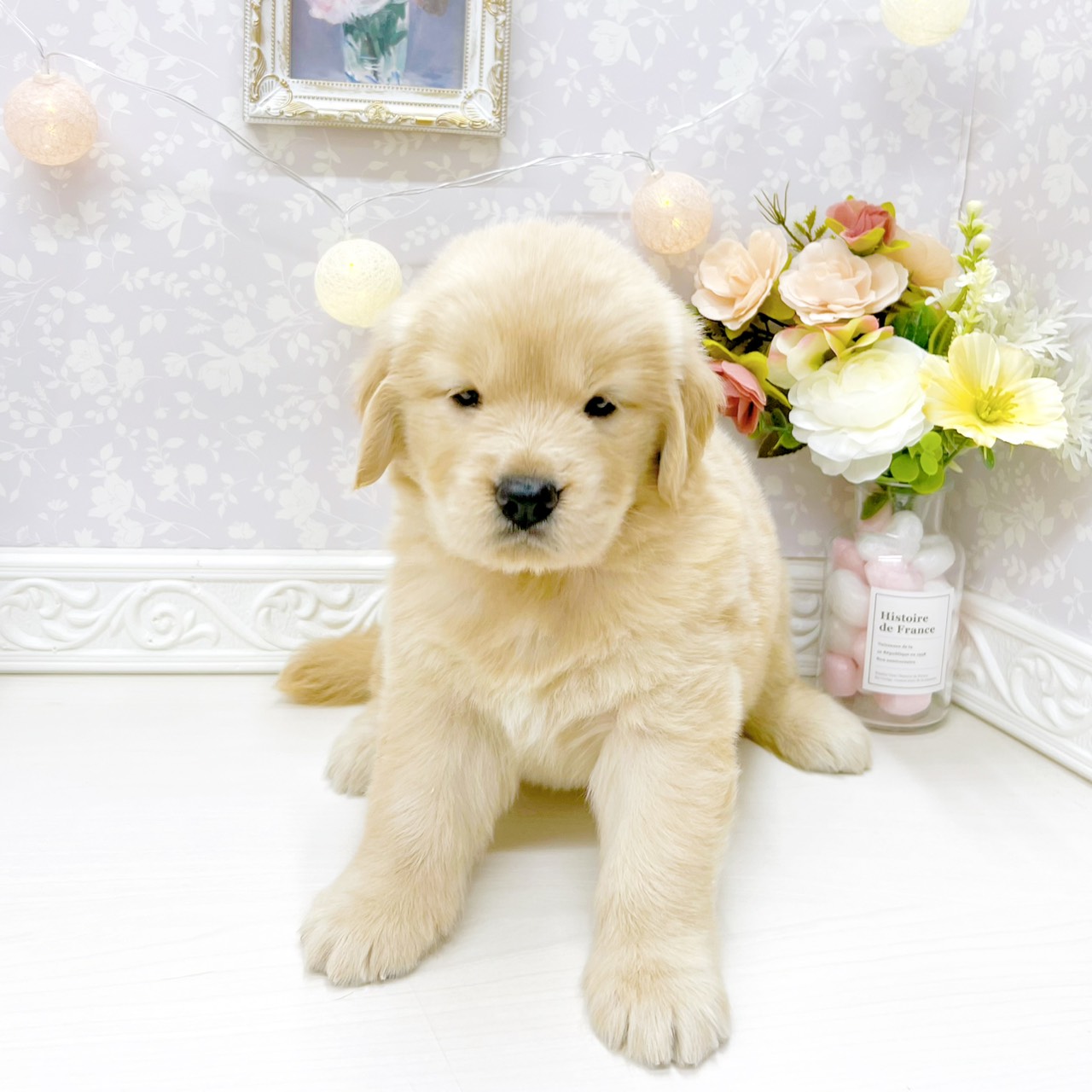 富山県のゴールデンレトリバー (犬の家＆猫の里アミーゴ山室店/2026年4月14日生まれ/女の子/ゴールデン)の子犬の4枚目の画像