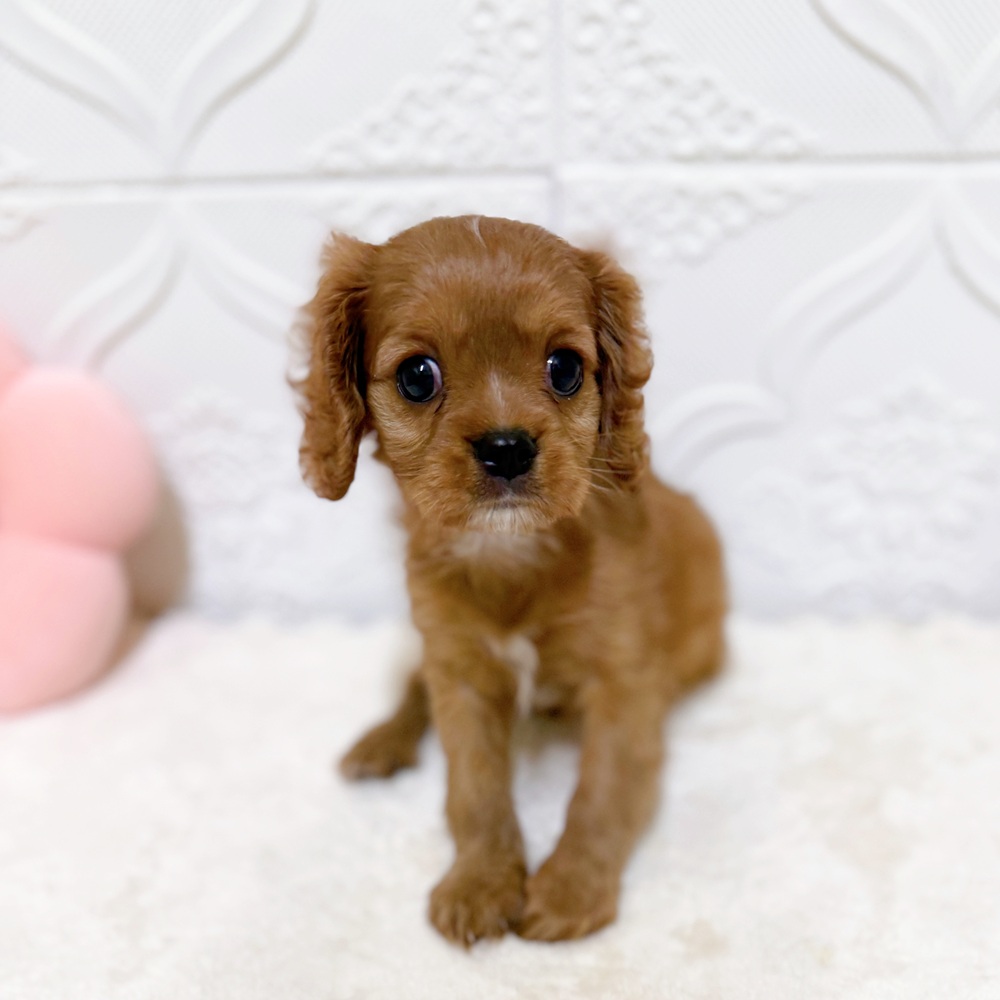 愛知県のキャバリアキングチャールズスパニエル (犬の家＆猫の里岡崎店/2026年4月12日生まれ/女の子/ルビーホワイト)の子犬の4枚目の画像