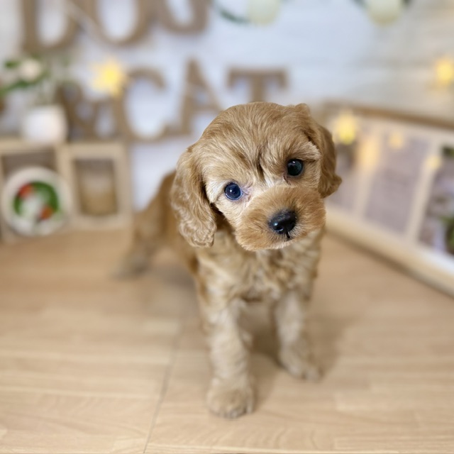 千葉県のキャバプー(キャバリア×プードル) (犬の家＆猫の里ワンズモール稲毛店/2026年4月10日生まれ/女の子/ルビー)の子犬の4枚目の画像