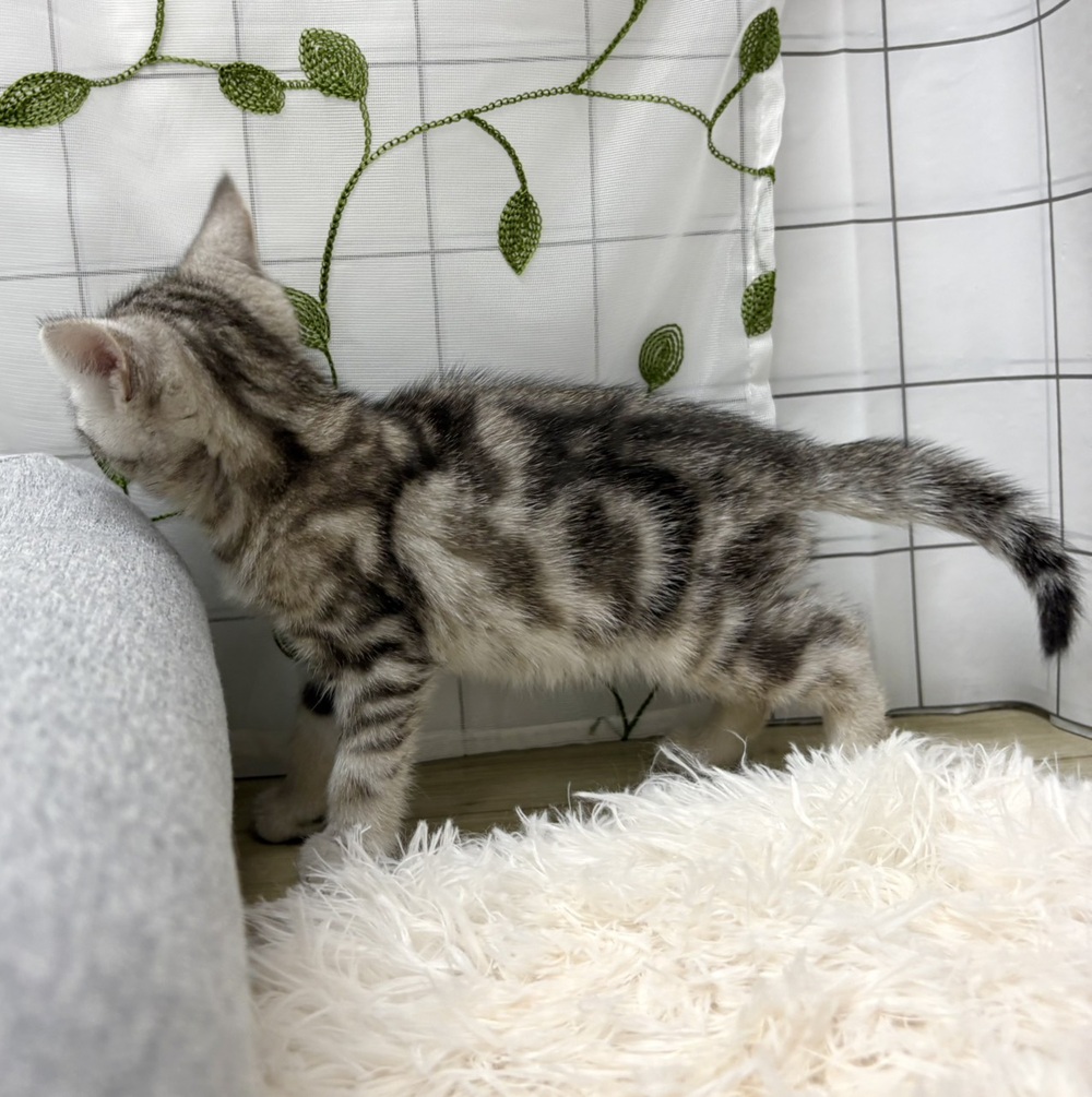 長野県のアメリカンショートヘアー (犬の家＆猫の里塩尻店/2026年4月7日生まれ/女の子/シルバータビー)の子猫の4枚目の画像