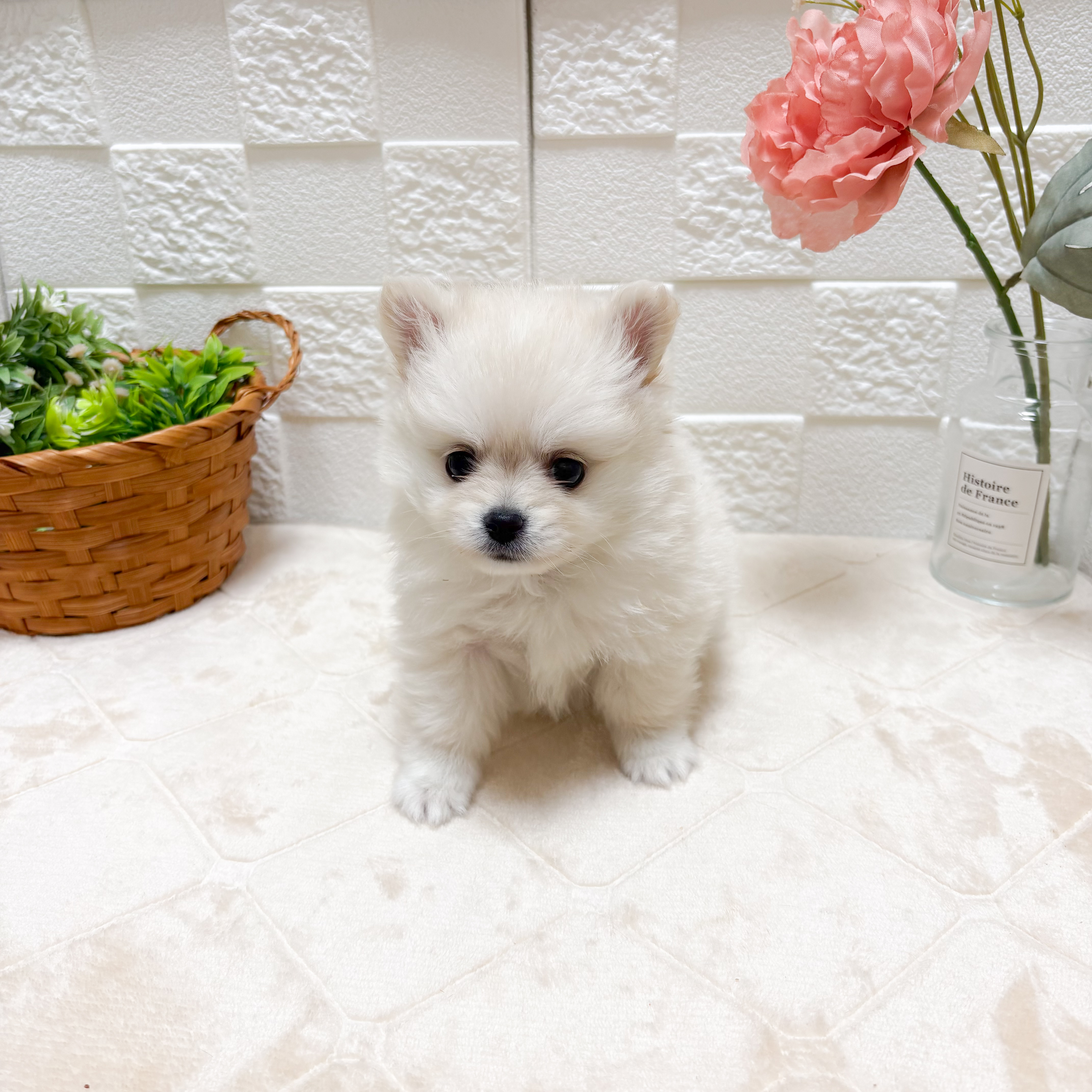 東京都のポメチワ/チワポメ/ポメチー(ポメラニアン×チワワ) (犬の家＆猫の里ペットフォレスト小平店/2026年4月13日生まれ/女の子/クリーム)の子犬の4枚目の画像