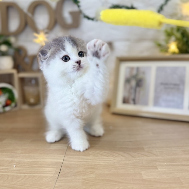 千葉県のスコティッシュフォールド (犬の家＆猫の里ワンズモール稲毛店/2026年4月10日生まれ/女の子/ブルーホワイト)の子猫の4枚目の画像