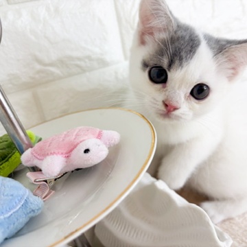 東京都のスコティッシュストレート (犬の家＆猫の里新宿店/2026年4月9日生まれ/女の子/ブルータビーホワイト)の子猫の4枚目の画像