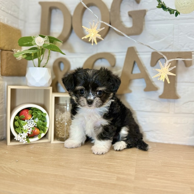 千葉県のチワマル/マルチワ(チワワ×マルチーズ) (犬の家＆猫の里ワンズモール稲毛店/2026年4月14日生まれ/男の子/ブラックタンホワイト)の子犬の4枚目の画像