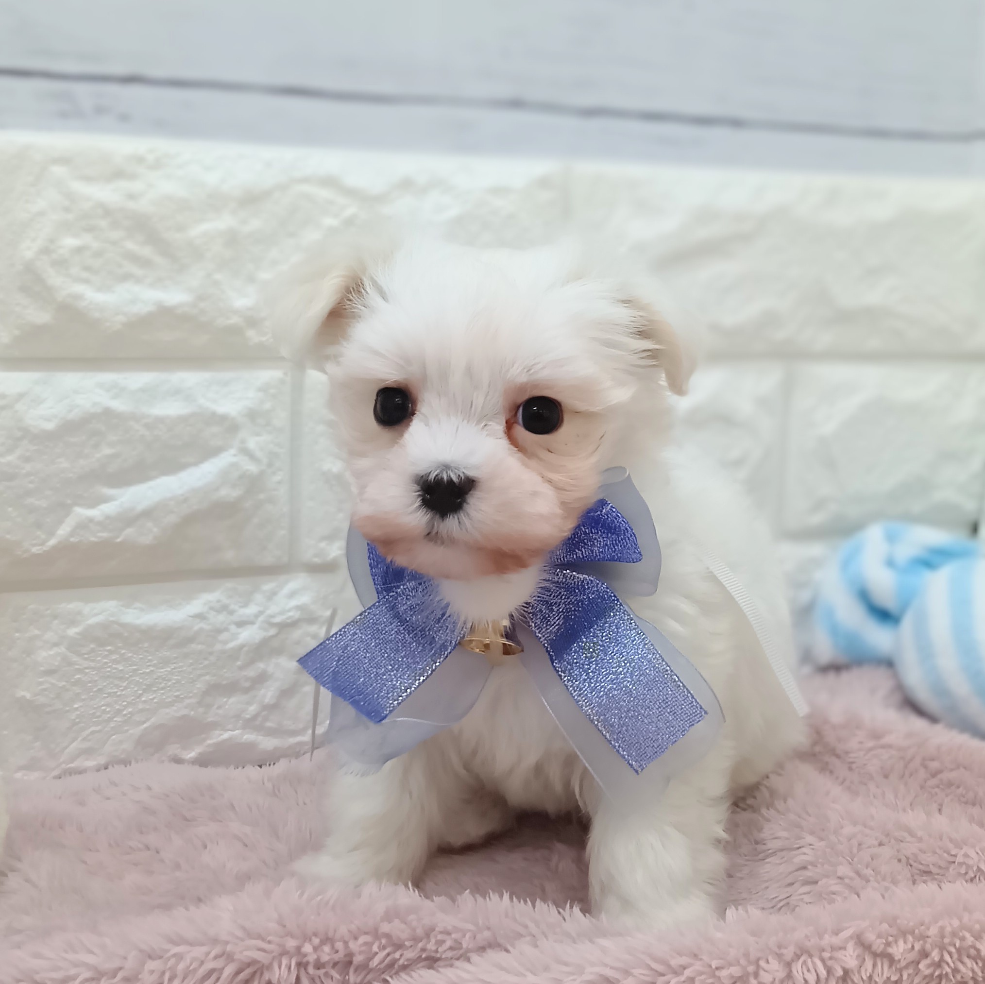 静岡県のマルチーズ (犬の家＆猫の里アミーゴ浜松和田店/2026年4月14日生まれ/男の子/ホワイト)の子犬の4枚目の画像