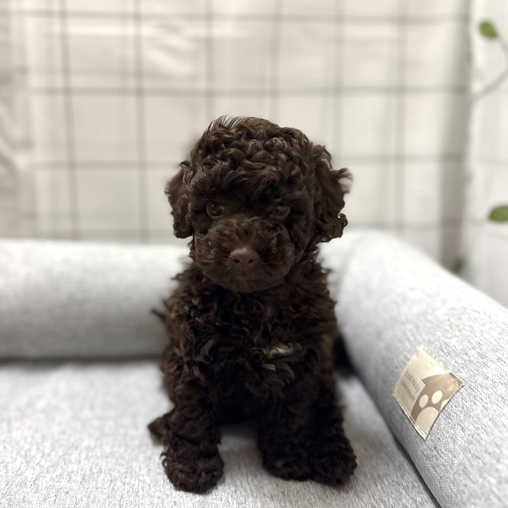 長野県のトイプードル(トイ) (犬の家＆猫の里塩尻店/2026年4月13日生まれ/男の子/ブラウン)の子犬の4枚目の画像